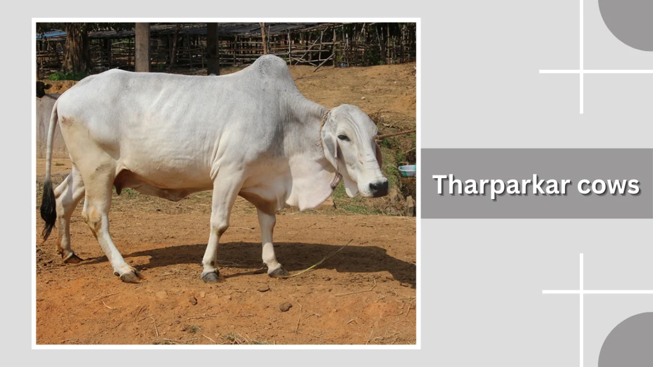 Tharparkar cows