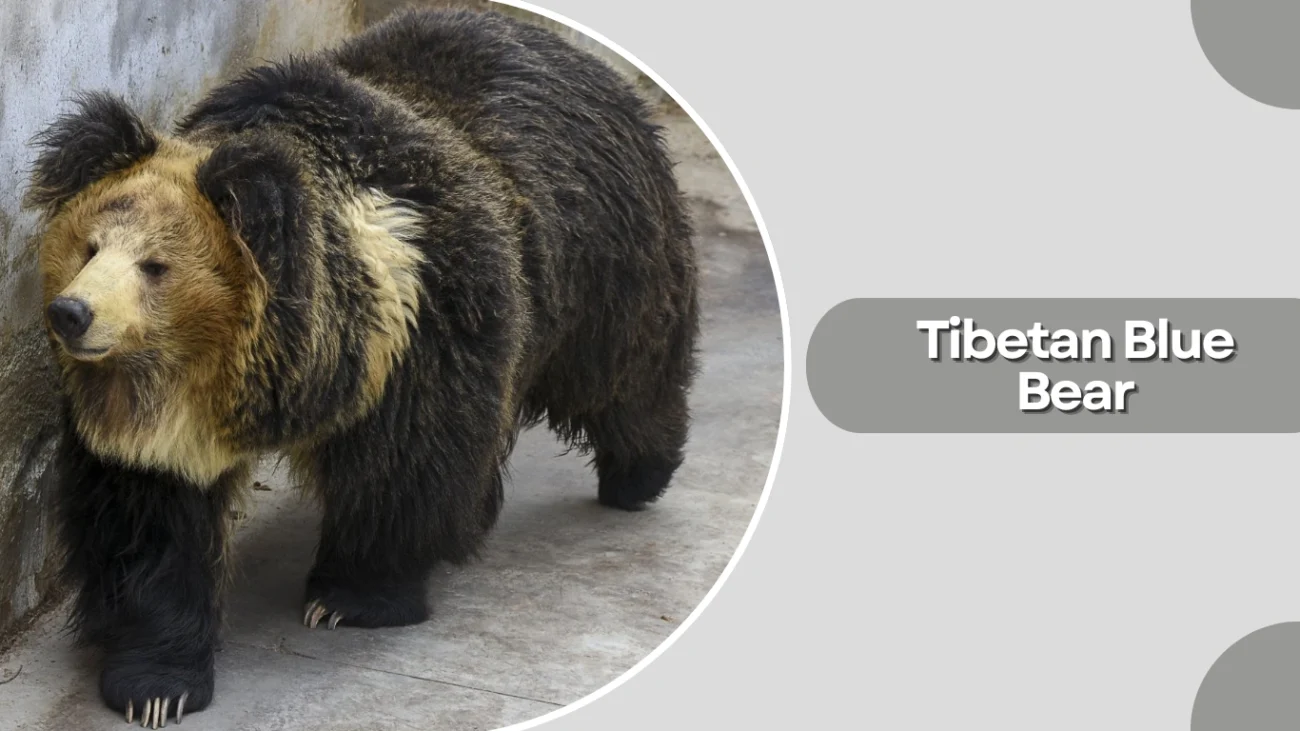 15 Common Types Of Bear Identification With Pictures