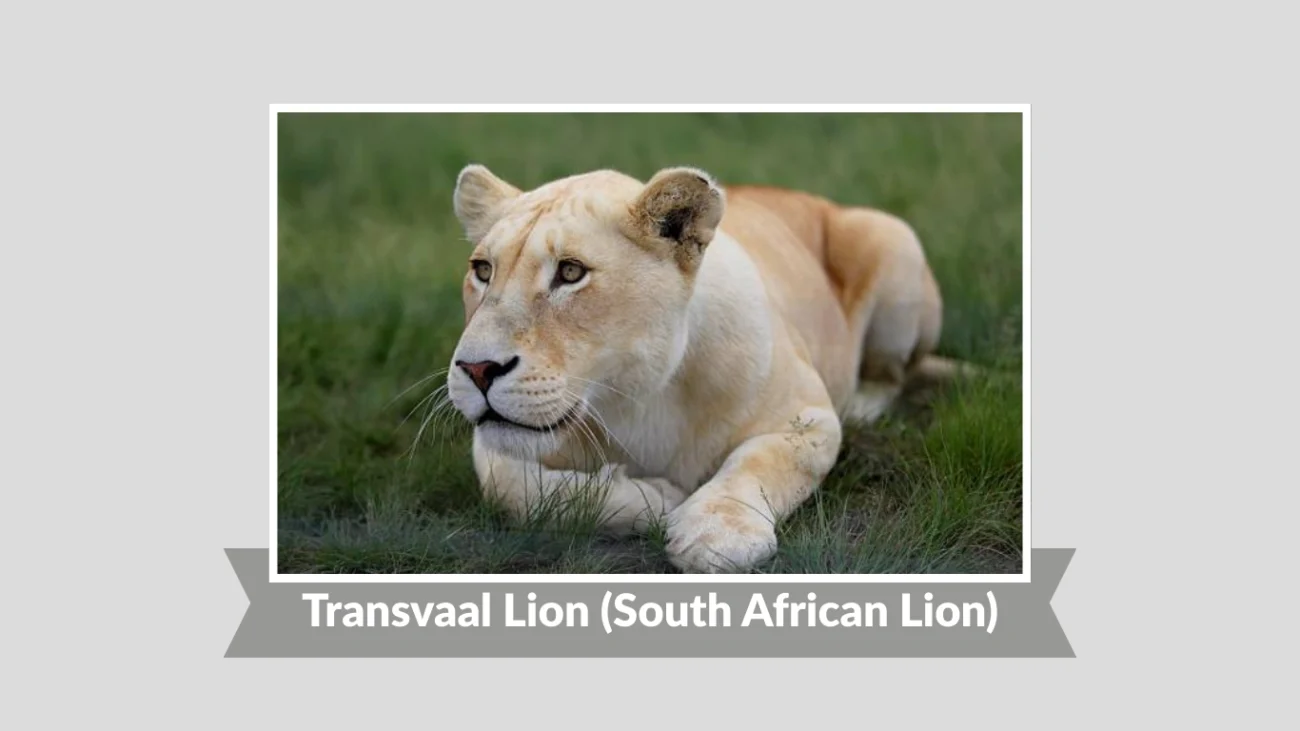 10 Types of Lion: Identification with Pictures