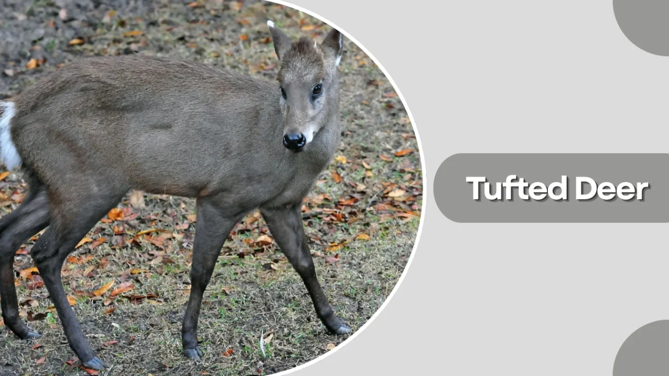 Tufted Deer