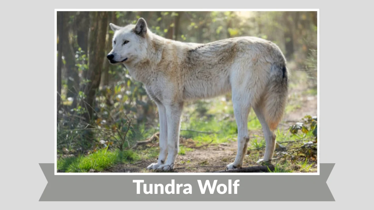 Tundra Wolf