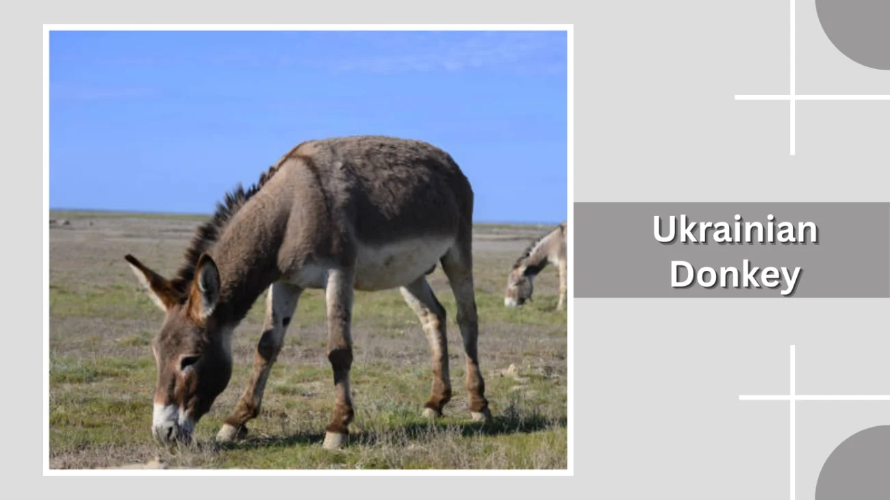 Ukrainian Donkey