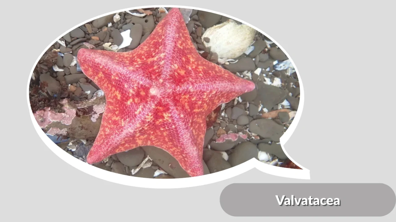 Valvatacea