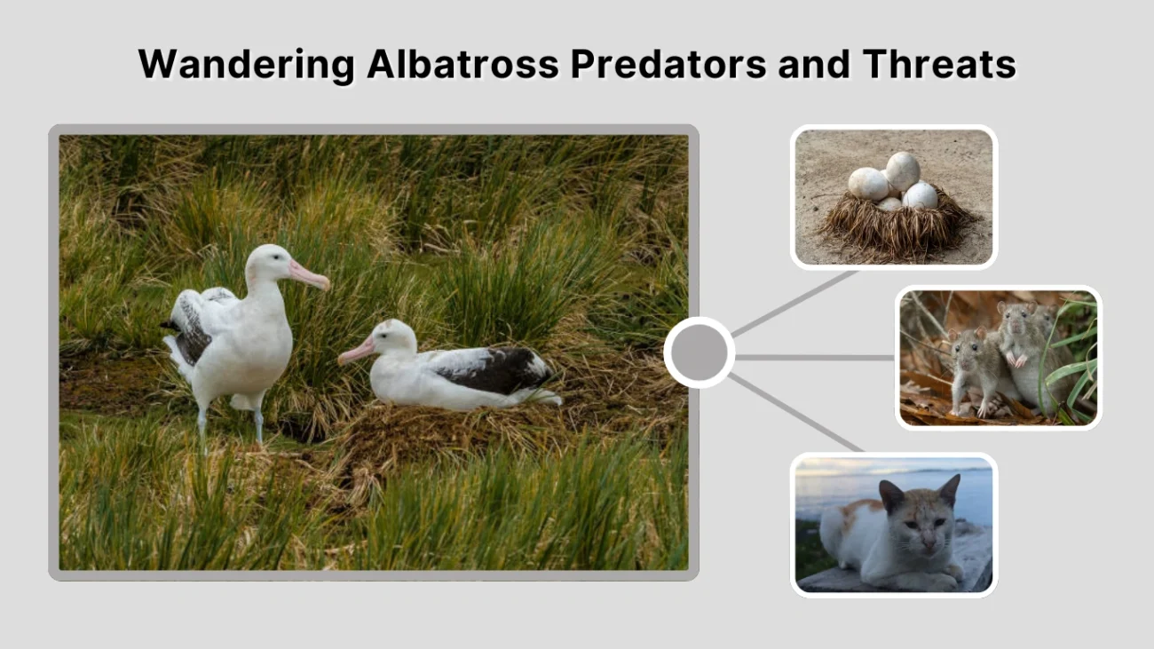 Wandering Albatross Predators and Threats