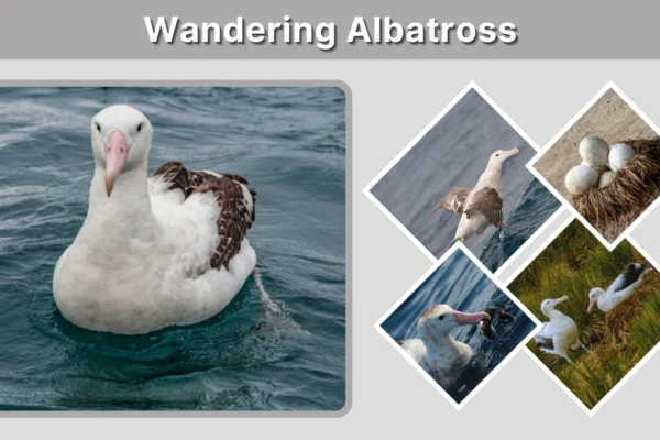 Wandering Albatross Size, Wingspan, Habitat & Facts