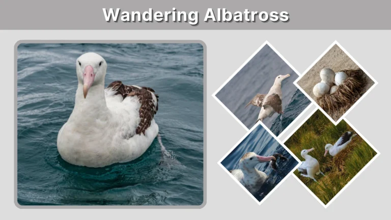 Wandering Albatross Size, Wingspan, Habitat & Facts