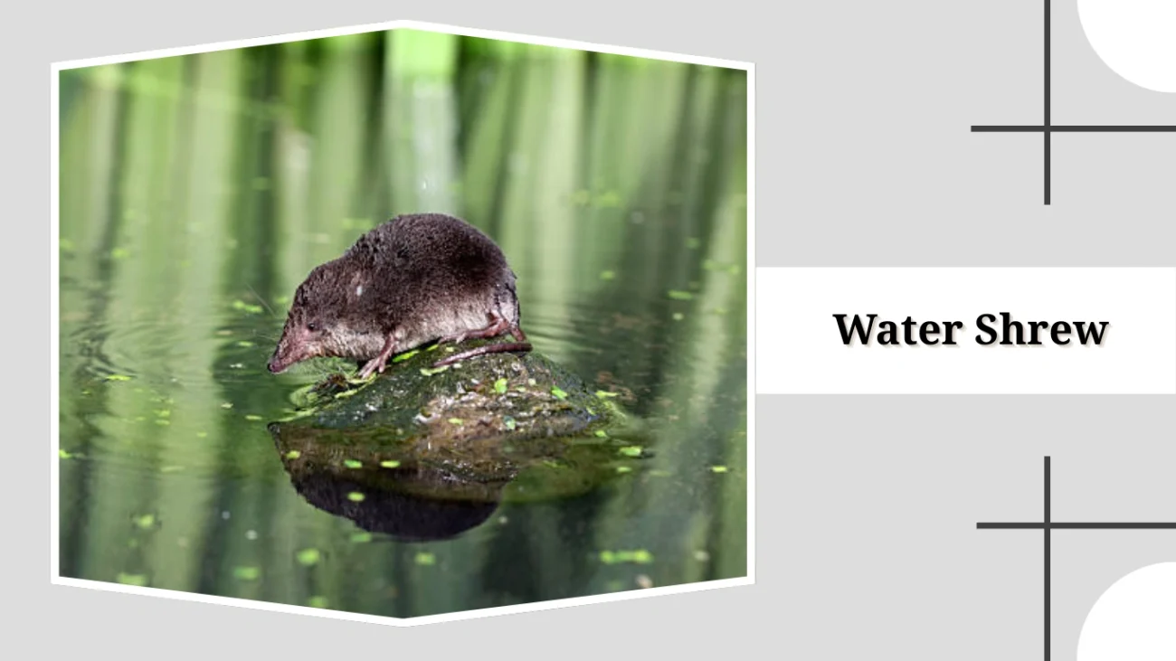 Water Shrew
