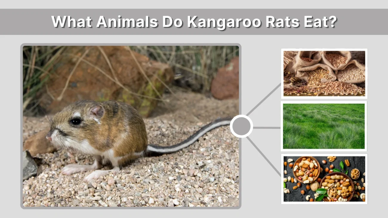 What Animals Do Kangaroo Rats Eat