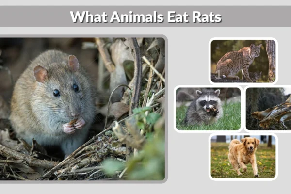 What Animals Eat Rats Birds, Mammals, Reptiles & More