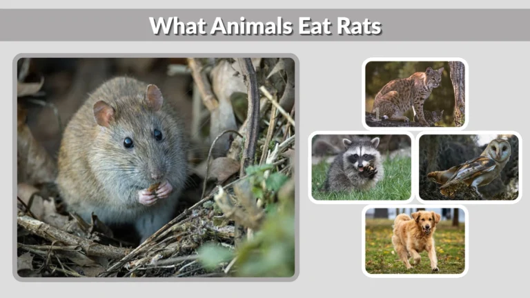What Animals Eat Rats Birds, Mammals, Reptiles & More