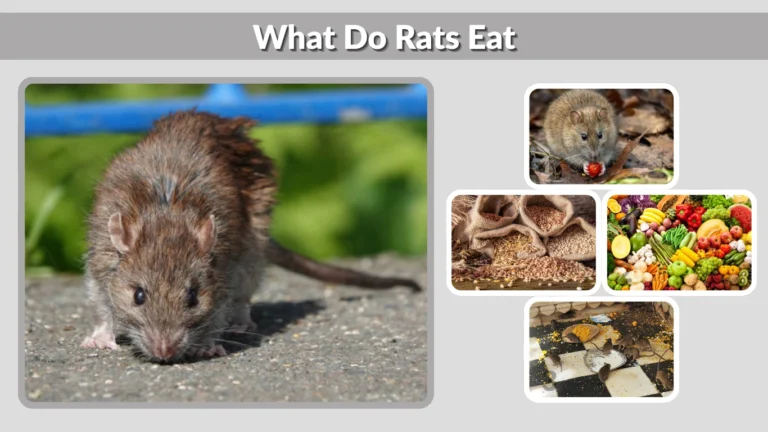 What Do Rats Eat Complete Diet Guide for Wild & Pet Rats