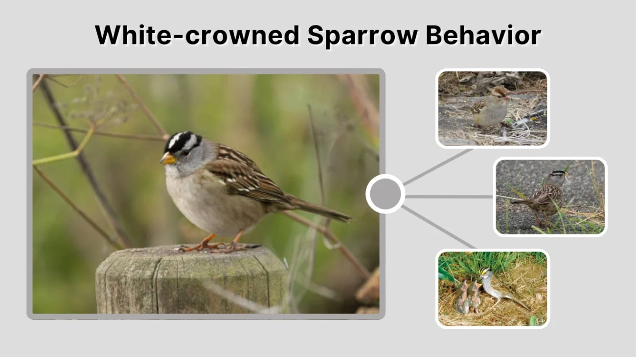 White-crowned Sparrow Behavior