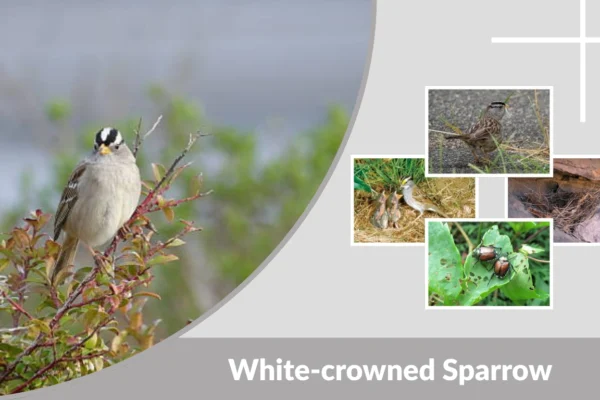 White-crowned Sparrow Identification, Habitat, and Migration