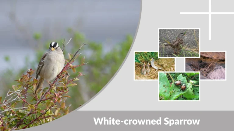 White-crowned Sparrow Identification, Habitat, and Migration