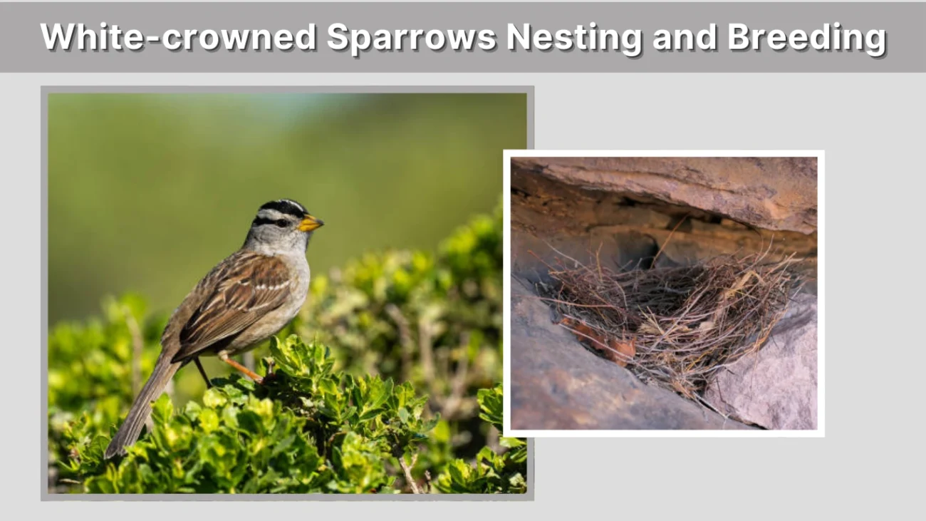 White-crowned Sparrows Nesting and Breeding