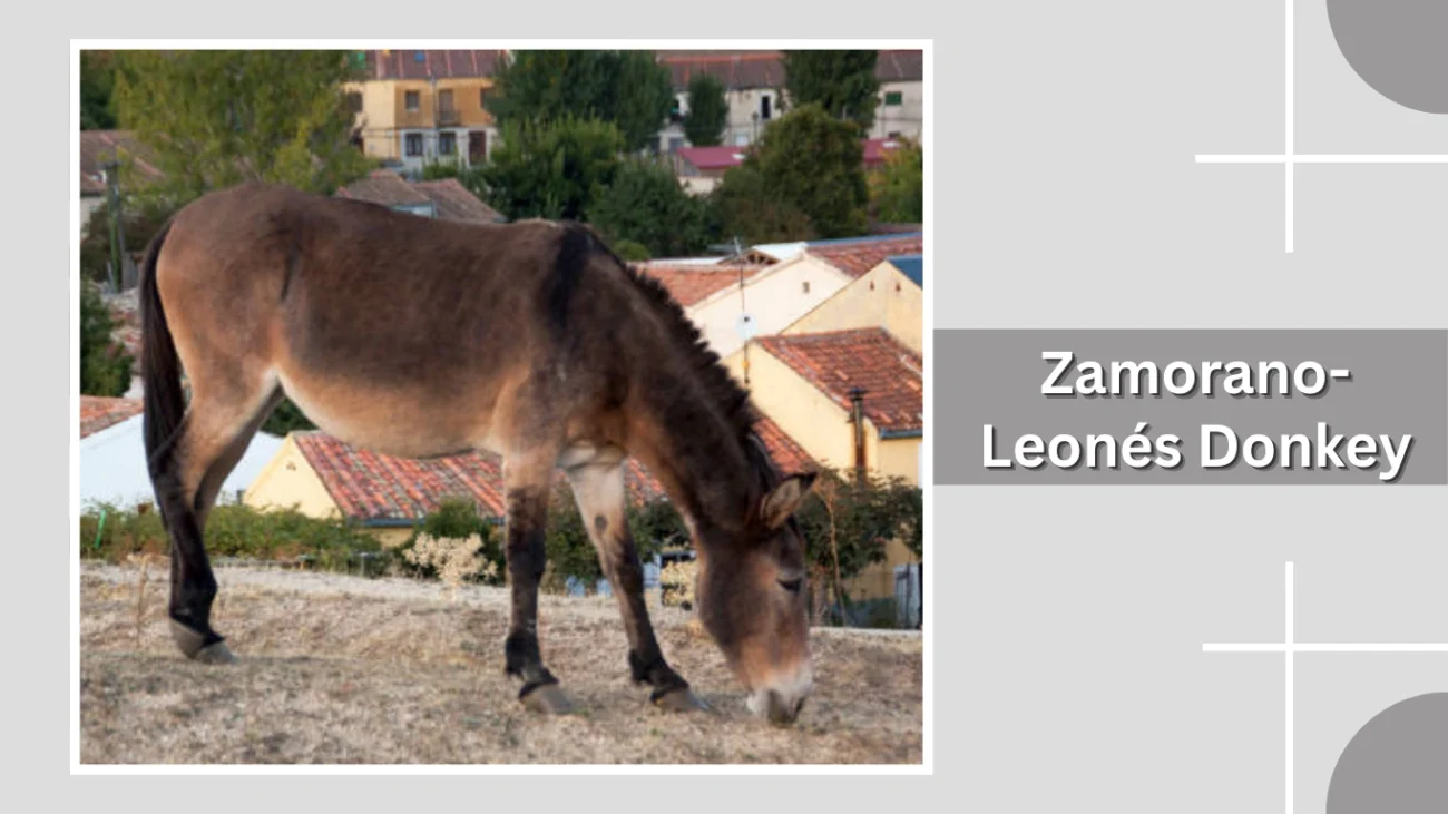 Zamorano-Leonés Donkey