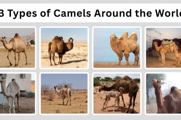 13 Types of Camels Around the World: Habitat, DI with Pictures