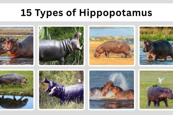 15 Types of Hippopotamus ( Species and Su-species with Pictures)