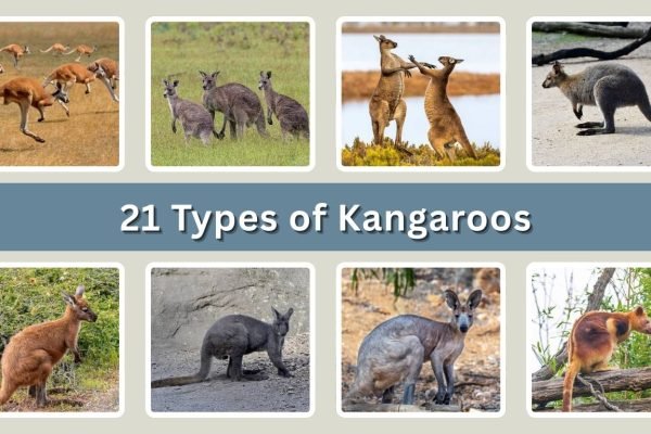 21 Types of Kangaroos: Different Species Identification with Pictures 
