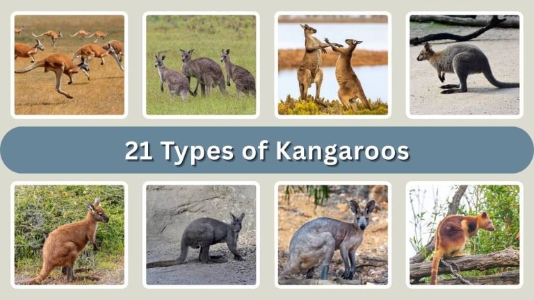 21 Types of Kangaroos: Different Species Identification with Pictures 