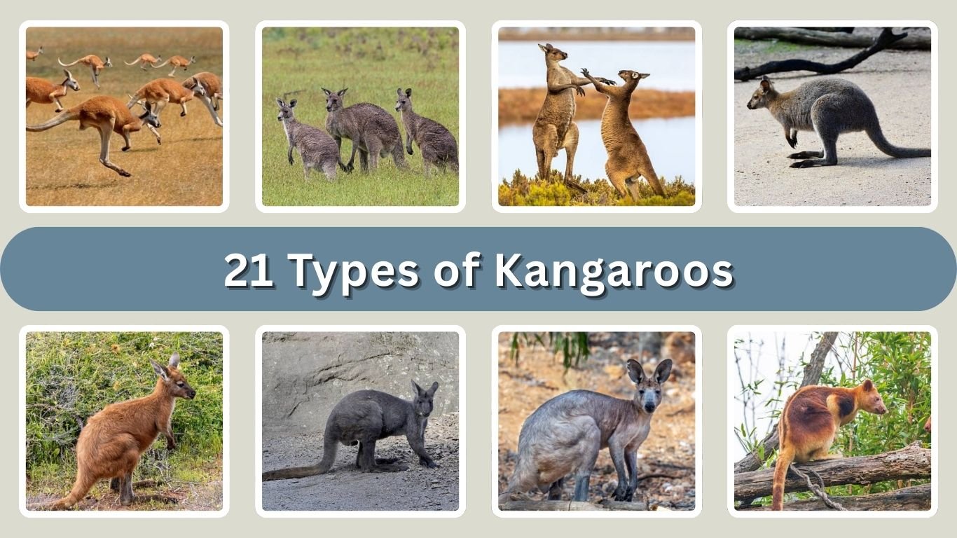 21 Types of Kangaroos: Different Species Identification with Pictures 