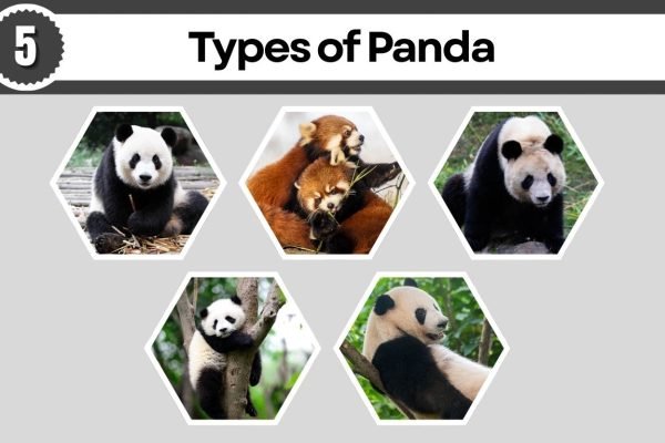 5 Types of Panda: Different Species Identification with Pictures