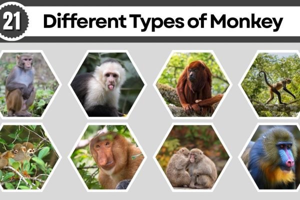 21 Different Types of Monkey: Species Identification with Pictures