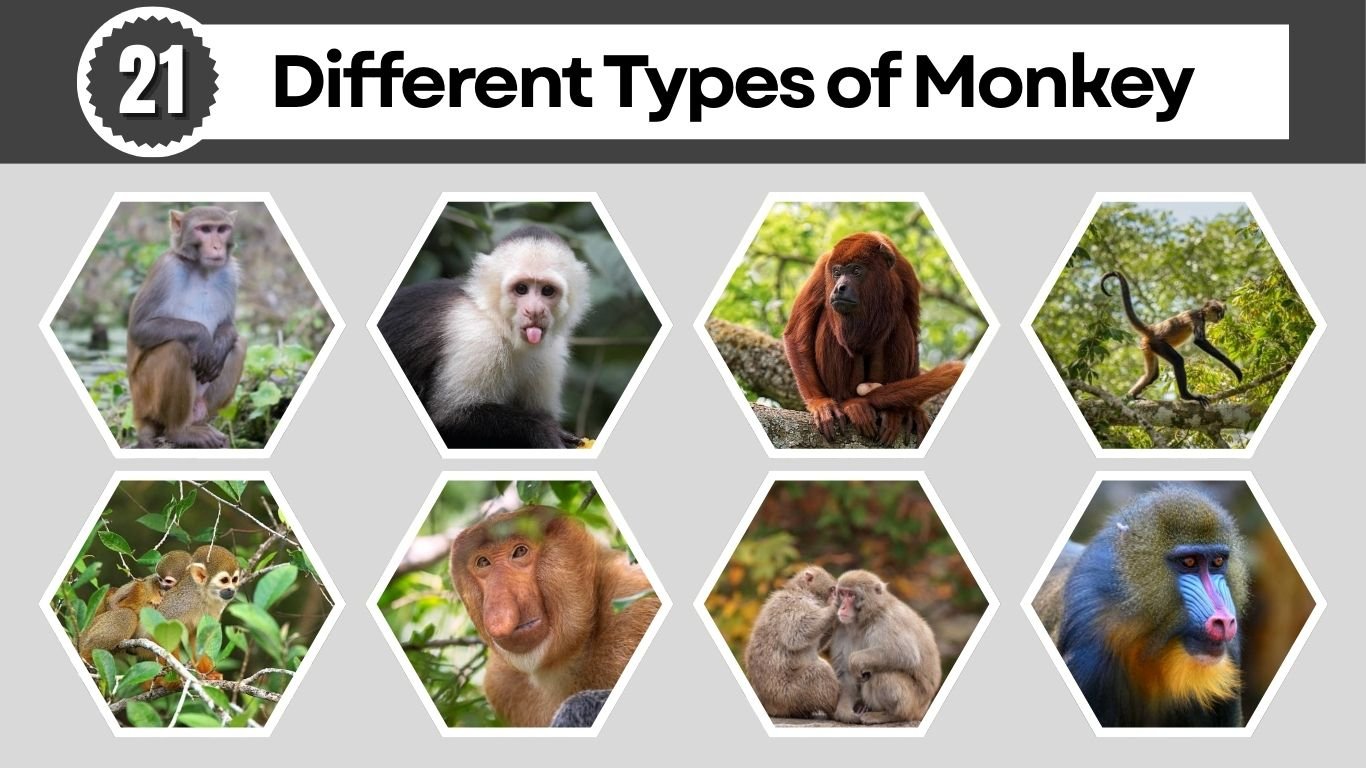 21 Different Types of Monkey: Species Identification with Pictures