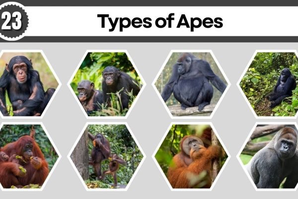 23 Types of Apes: Habitat, Digest, Lifecycle, ID with Pictures