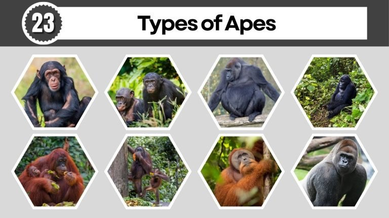 23 Types of Apes: Habitat, Digest, Lifecycle, ID with Pictures