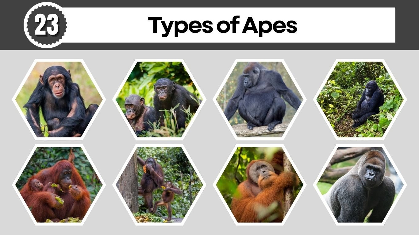 23 Types of Apes: Habitat, Digest, Lifecycle, ID with Pictures