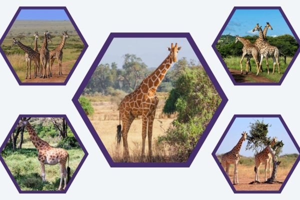 6 Types of Giraffe :  Identification with Pictures
