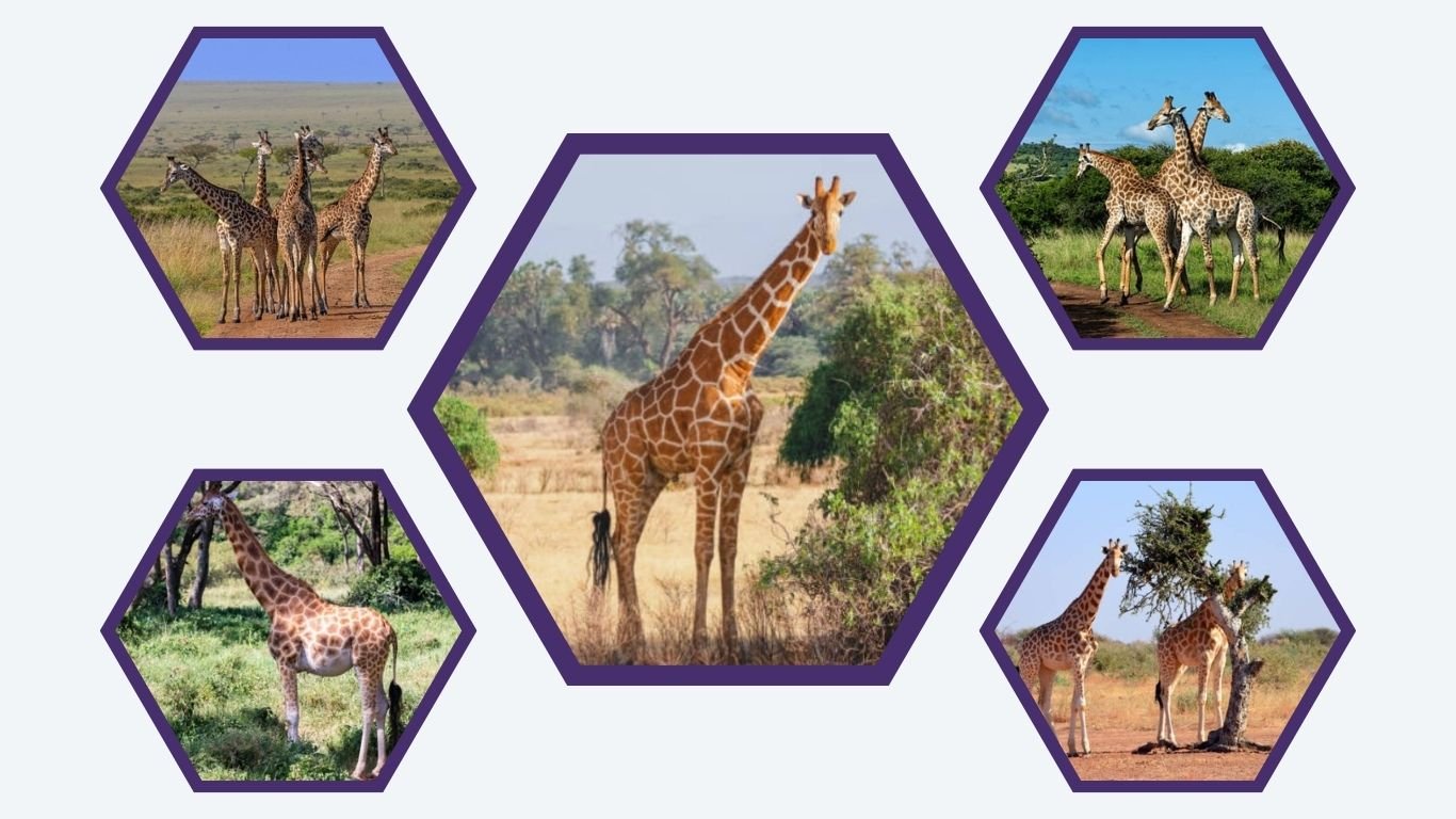 6 Types of Giraffe :  Identification with Pictures