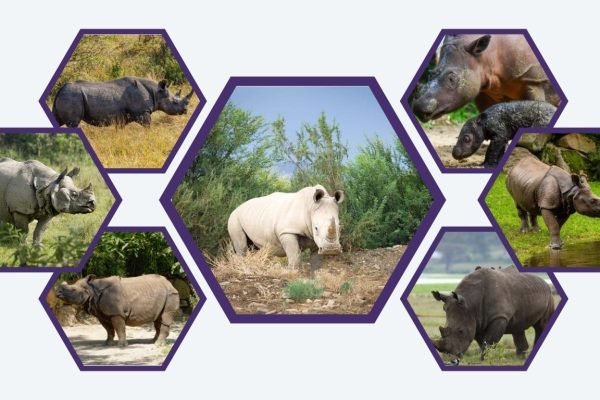 7 Common Types of Rhinoceros: Identification with Pictures
