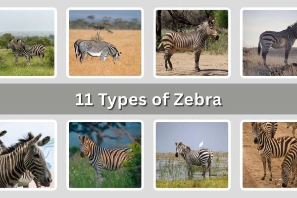 11 Types of Zebra: Identification with Pictures