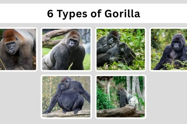 6 Types of Gorilla: Habitat, Diet, Lifecycle, Identification with Pictures