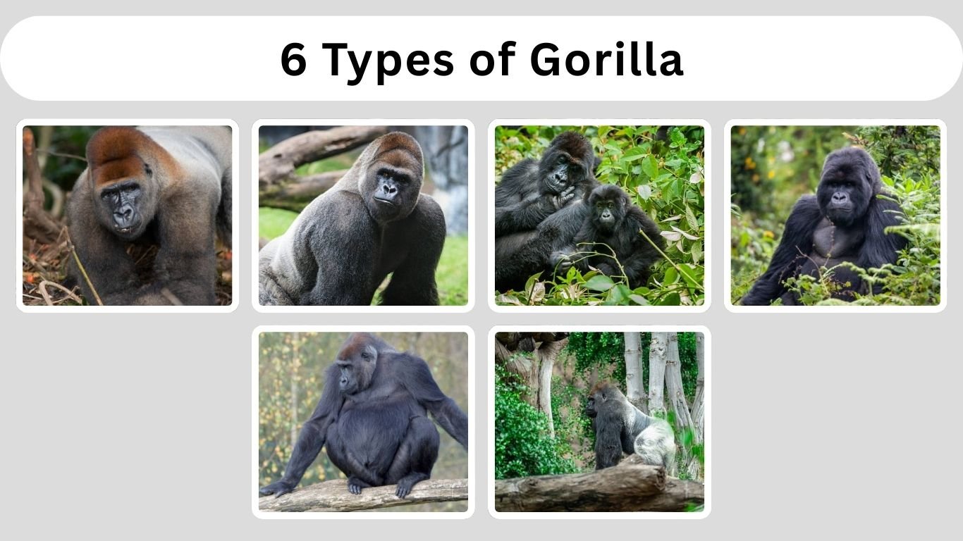 6 Types of Gorilla: Habitat, Diet, Lifecycle, Identification with Pictures
