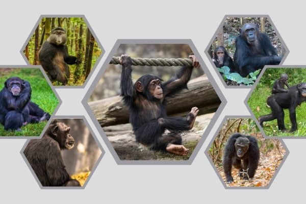 7 Types of Chimpanzee: Habitat, Diet, Lifecycle, Identification with Pictures