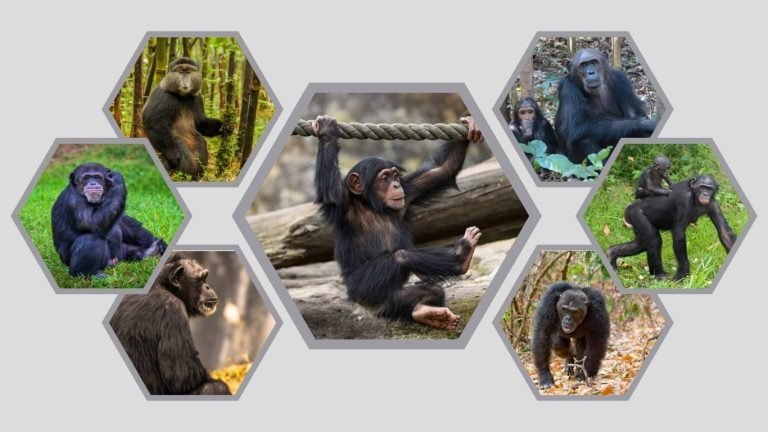 7 Types of Chimpanzee: Habitat, Diet, Lifecycle, Identification with Pictures