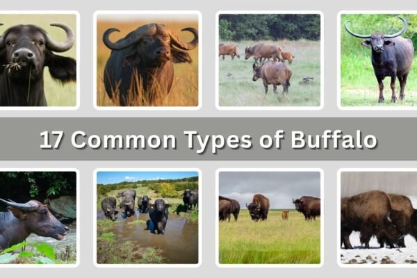 17 Common Types of Buffalo: Identification with Pictures 