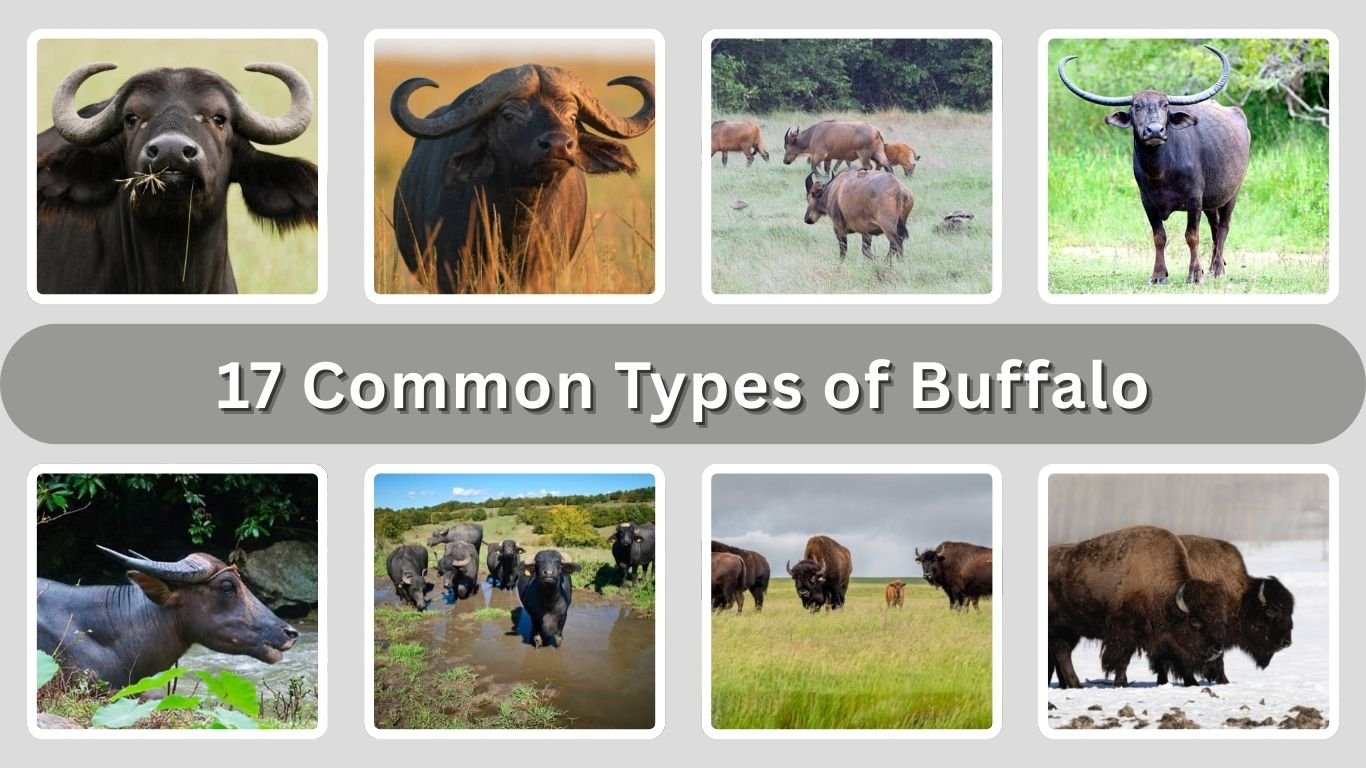 17 Common Types of Buffalo: Identification with Pictures 