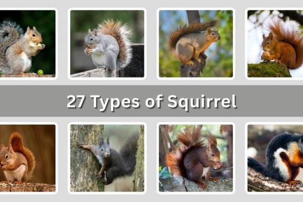 27 Types of Squirrel: Different species identification with Pictures