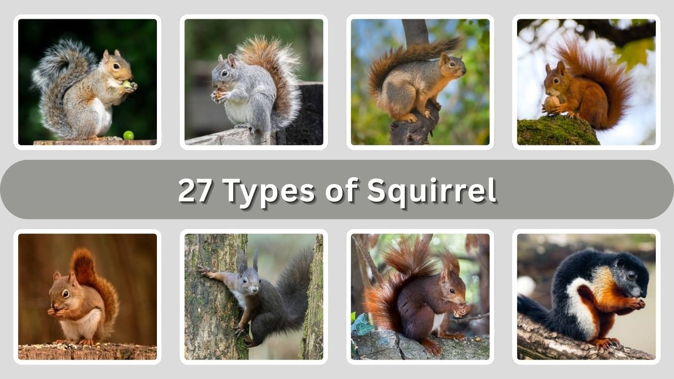27 Types of Squirrel: Different species identification with Pictures