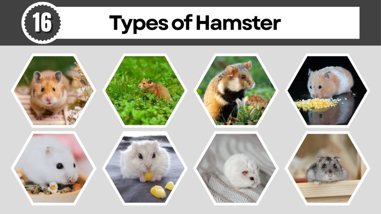 Visual Reference: 16 Types Of Hamster Different Species Identification With Pictures