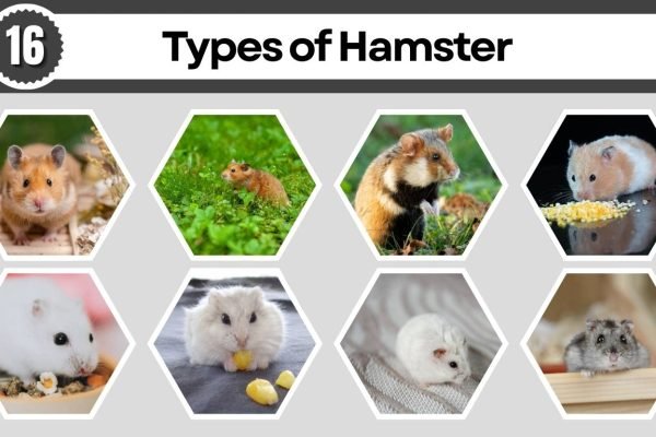 16 Types of Hamster: Different Species Identification with Pictures