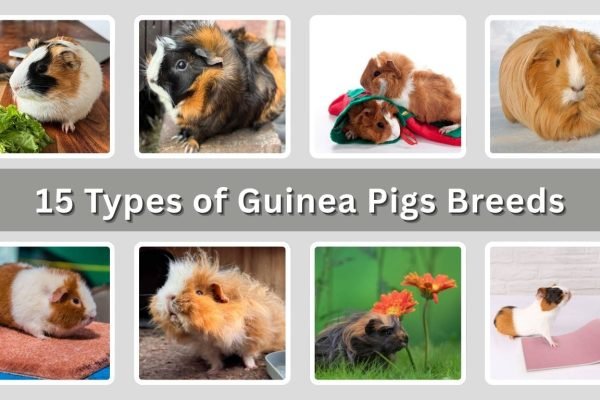 15 Types of Guinea Pigs Breeds: Identification with Pictures