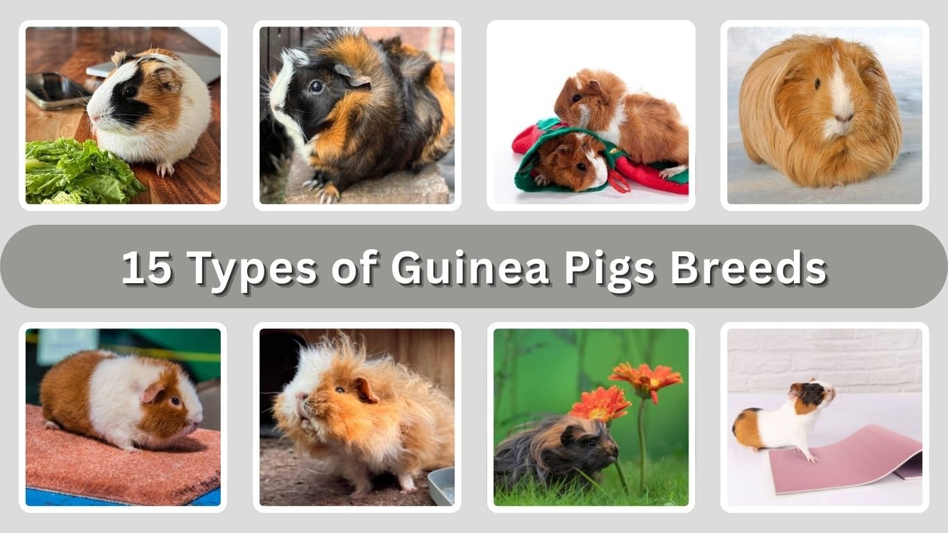 15 Types of Guinea Pigs Breeds: Identification with Pictures