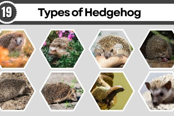 19 Types of Hedgehog: Different Species Identification with Pictures