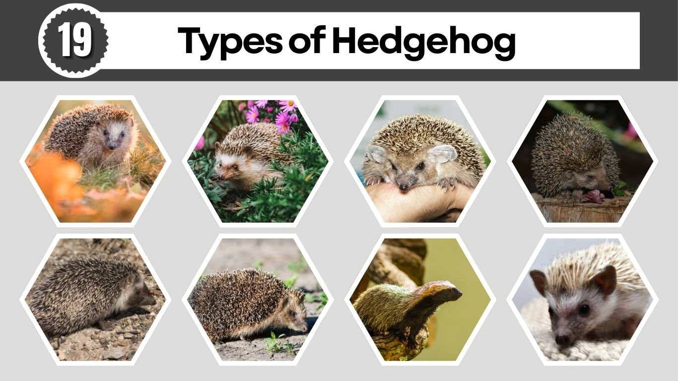 19 Types of Hedgehog: Different Species Identification with Pictures