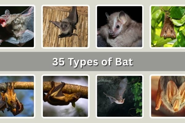 35 Types of Bat: Habitat, Behaviors, Id with Pictures